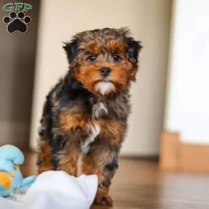 Jackson, Yorkie Poo Puppy